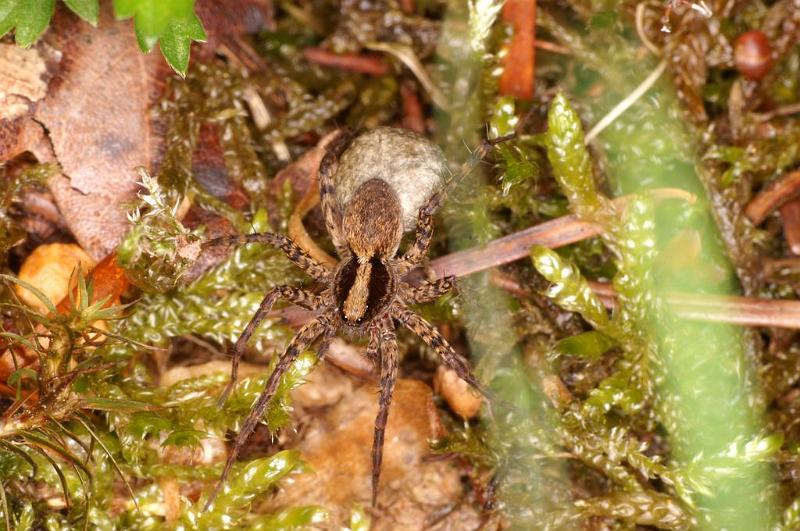 Pardosa_lugubris_D6088_Z_90_Les Gris_Frankrijk.jpg